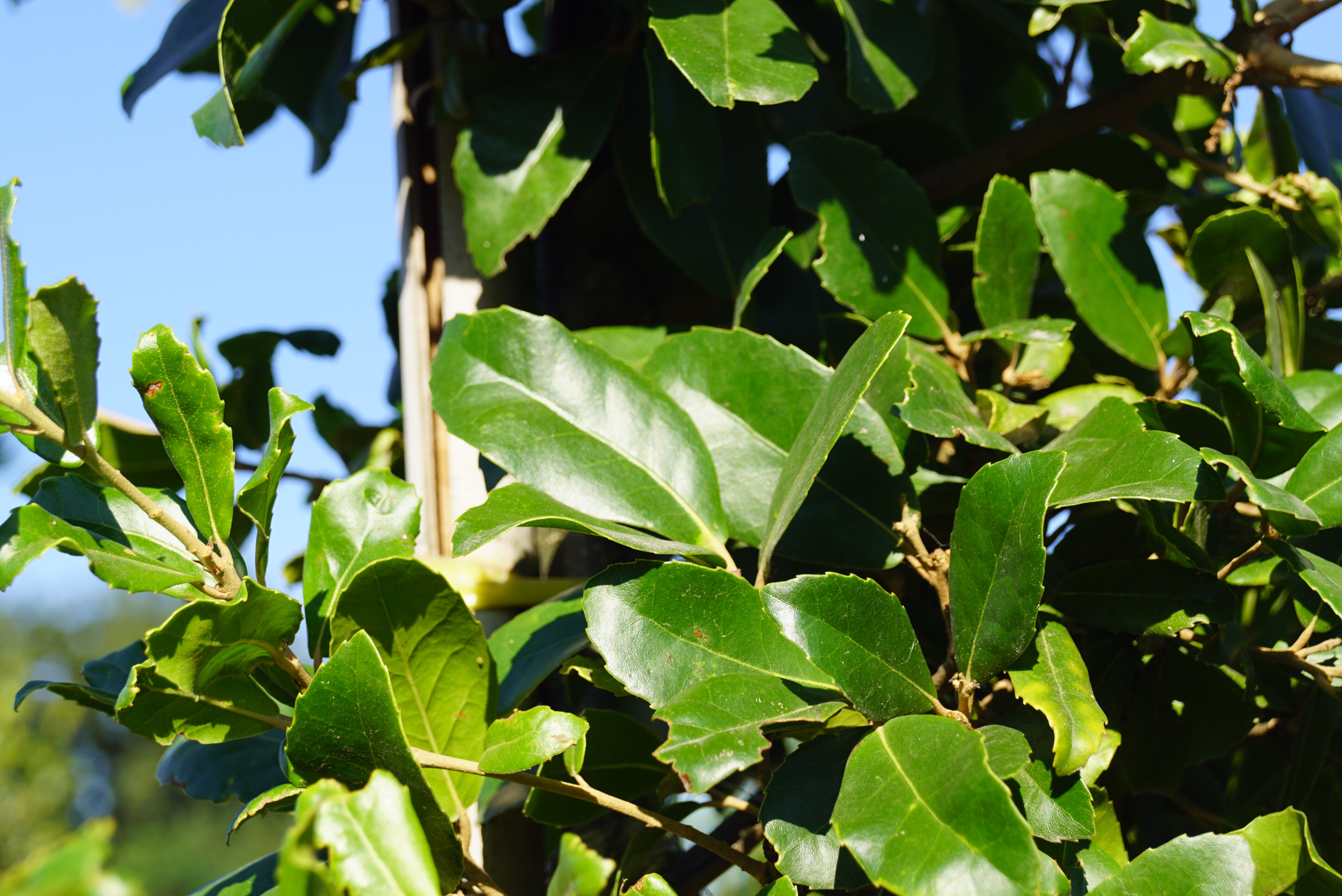 Quercus phillyreoides (1)-1